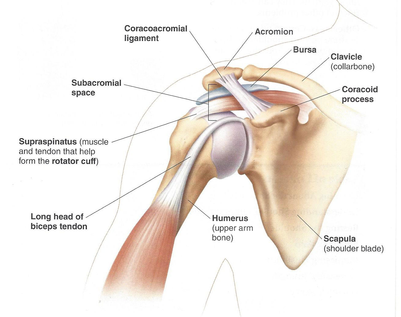About the Shoulder Joint | Utah | Dr Skedros Orthopaedics