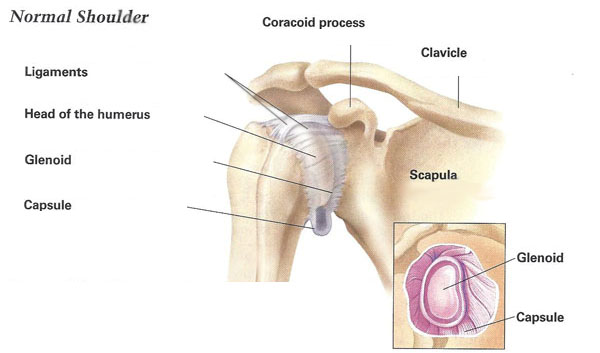 diagram of normal shoulder