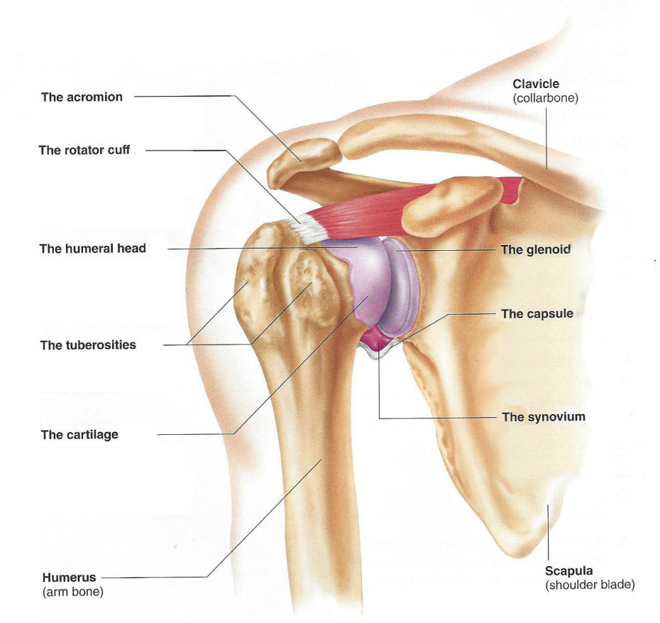 Diagram of shoulder